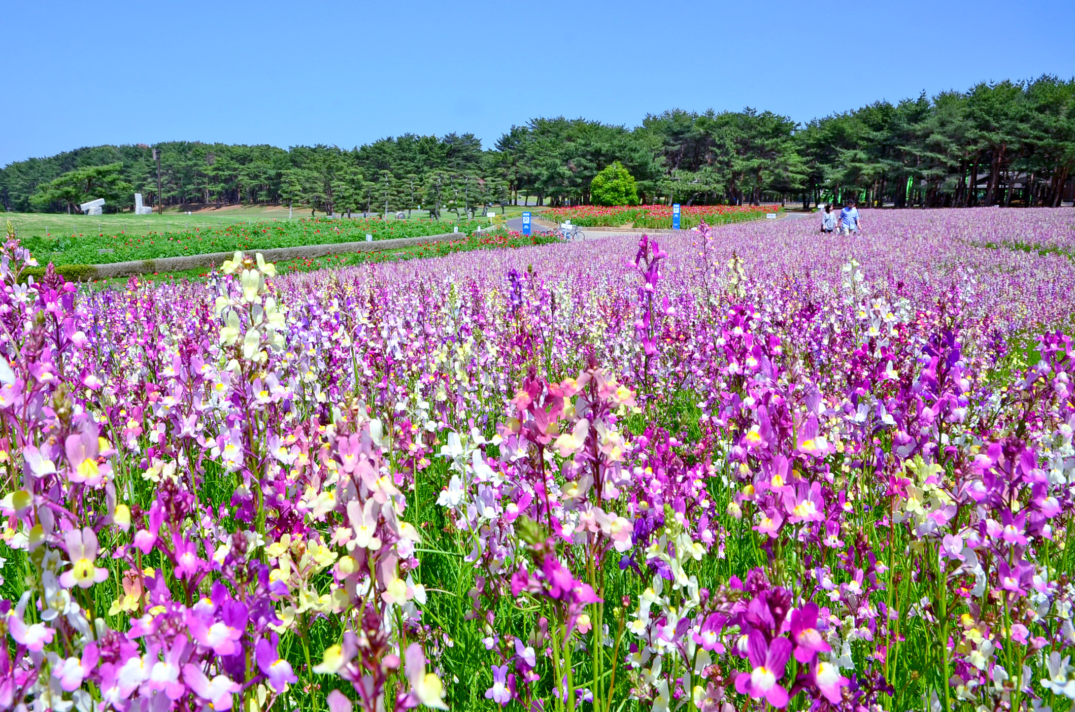 日本旅遊 創造旅行社日本自由行茨城縣日立海濱公園 繽紛花海一日遊