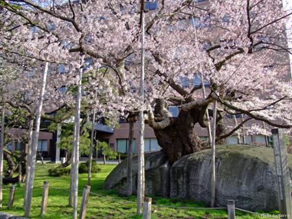 盛岡石割櫻