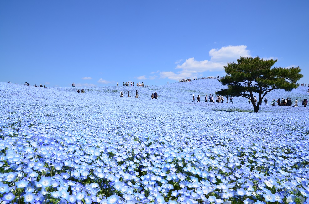 日本旅遊 創造旅行社日本自由行國營常陸海濱公園一日遊 Jr東京廣域周遊券