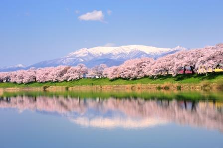 日本旅遊 創造旅行社日本自由行 宮城縣 白石城 船岡城址公園 一目千本櫻花巡禮 住宿大都會仙台飯店