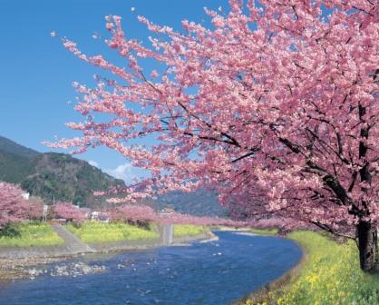 日本旅遊 創造旅行社日本自由行伊豆河津賞櫻一日遊 Jr東京廣域周遊券